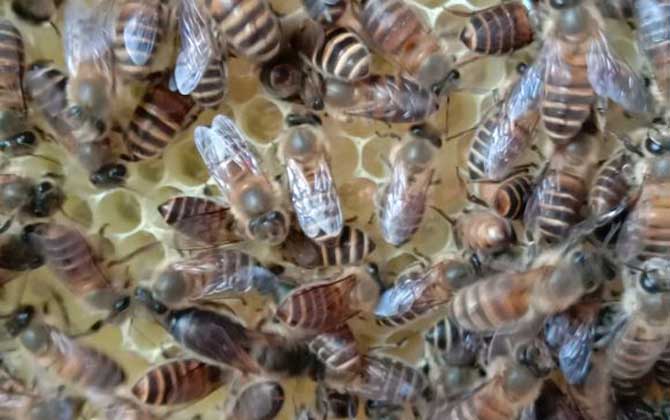 兩箱蜂合并有哪十種方法？