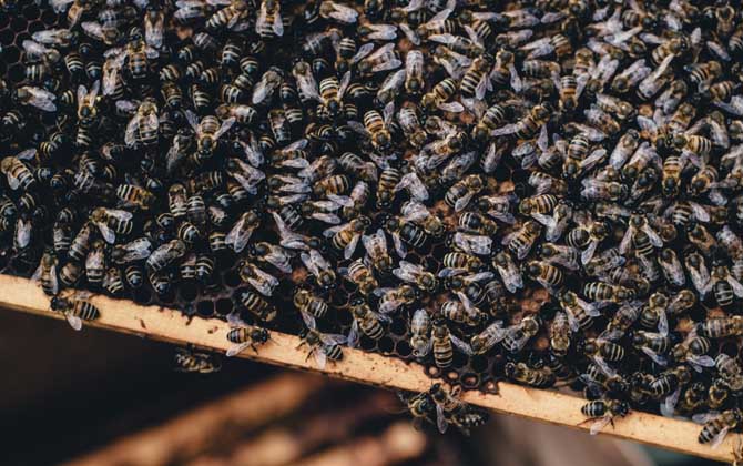 合并蜂群多久可以穩定下來？