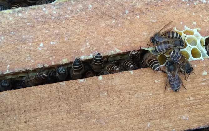 蜜蜂春繁幾天喂一次花粉？