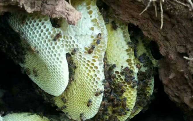 沒有蜂群還談什么養蜂，如何獲取蜂群？其實方法無外乎這兩種！