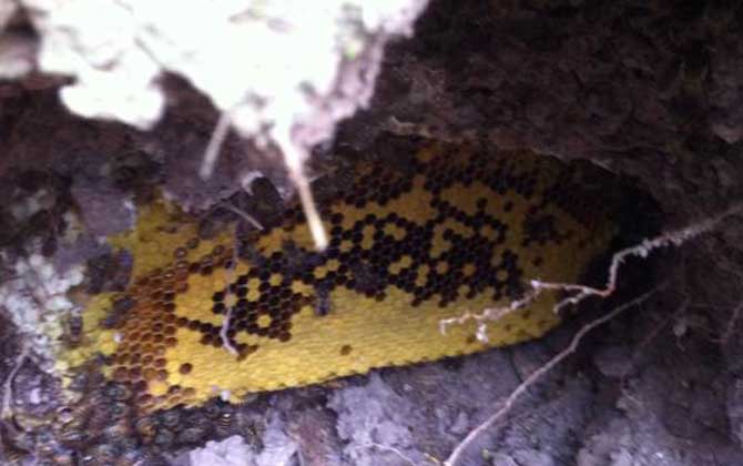 野生蜜蜂窩雖然隱秘，觀察蜜蜂這些行為，要找到它們也不是難事！