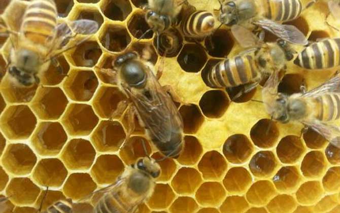 養蜂為什么要換蜂王？看完這幾個原因，你就知道換王有多重要了！