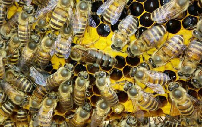 直接介王易圍王，像這樣間接介王，不但蜂王安全，成功率也極高！