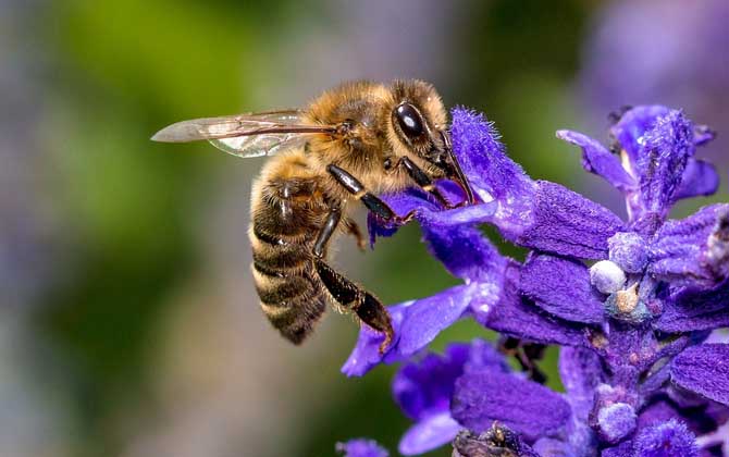 工蜂能變成蜂王嗎？的確有機(jī)會(huì)，但條件非常苛刻且一生只有一次！