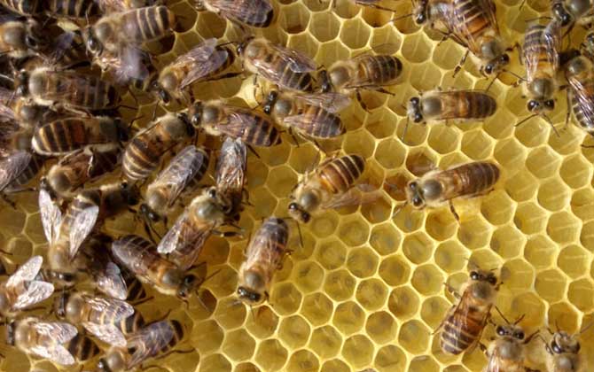 蜂王出房后多久分蜂？未必等新王出房，多數(shù)是蜂王未出房就分蜂！