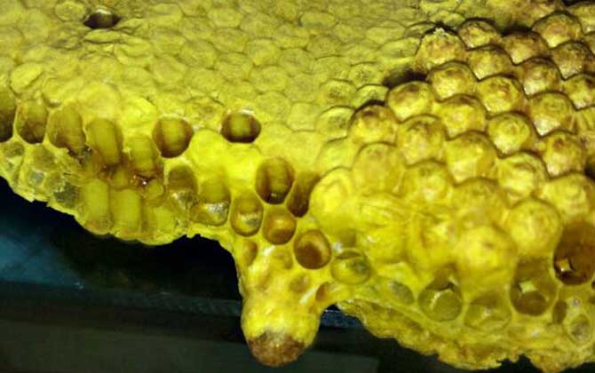 蜂王死了蜂群會(huì)怎么樣？未必一定會(huì)滅亡，蜂群自救令人嘆為觀止！