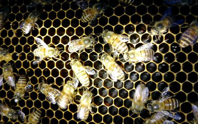 春季起王臺(tái)怎么處理？毀臺(tái)只能“治標(biāo)”，像這樣做才能“治本”！