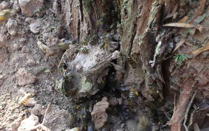 挖誘蜂洞有什么竅門？像這樣挖個(gè)誘蜂洞，一年就能誘到好幾群蜂！