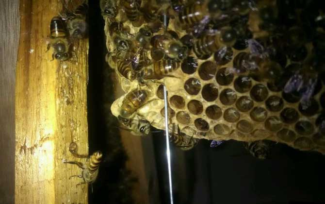 蛋群一定會滅亡？還有救，像這樣管理，完全有可能恢復(fù)成強群！