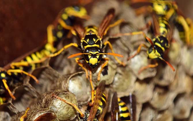 蜂房的功效與作用有哪些？用對了祛風鎮痛，用錯了反而可能中毒！