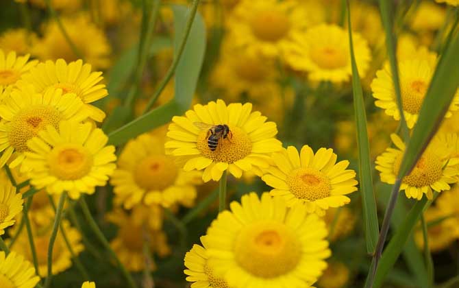蜂蜜是怎么來的？絕非蜜蜂拉的屎，事實上蜜蜂釀蜜過程極為復雜！