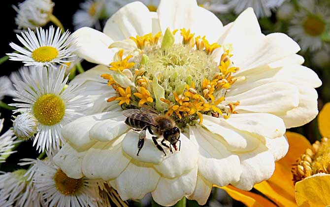 被蜜蜂蟄了找不到刺怎么辦？不必擔心，蜜蜂毒刺可能自行脫落了！