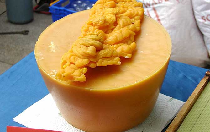 蜂蠟?zāi)艹詥幔侩m然嚼不爛，也沒什么味道，但營養(yǎng)價(jià)值卻不可小噓！