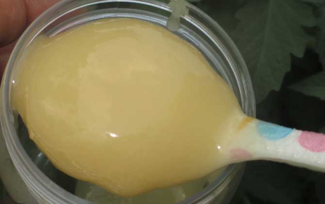 蜂蜜結晶好還是不結晶好？沒有定論，但完全不能結晶肯定是假蜜！