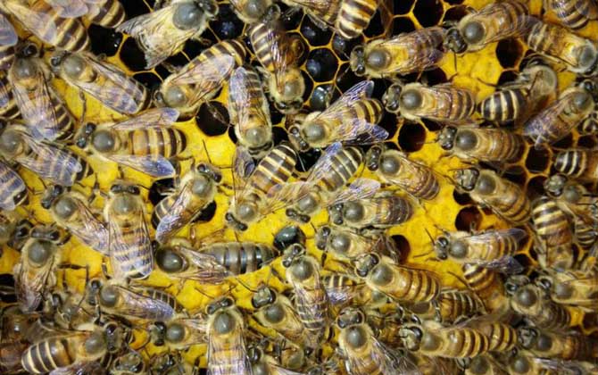 蜜蜂養(yǎng)殖技術(shù)有哪些？學(xué)會這些養(yǎng)蜂技術(shù)，蜜蜂養(yǎng)殖才能得心應(yīng)手！