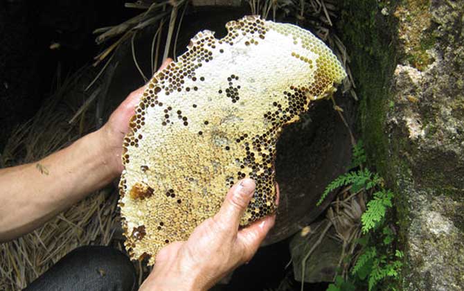 土蜂蜜和普通蜂蜜的區(qū)別，不但釀制蜂種不同，營養(yǎng)價值也不同！