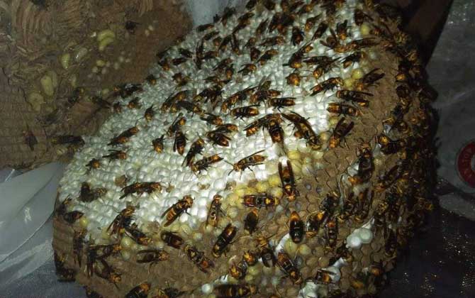 馬蜂記仇記多久？沒有固定的時間，信息素未消散前馬蜂都會報復！