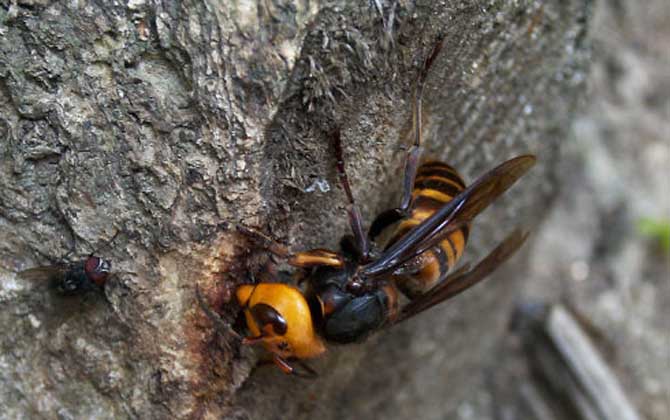 被牛角蜂蟄了找不到刺怎么辦？不必擔心，馬蜂蟄人不會留下毒刺！