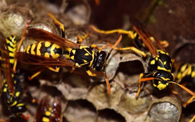 家里有馬蜂窩的預兆是什么？無關禍福，只能說家里適合馬蜂筑巢！