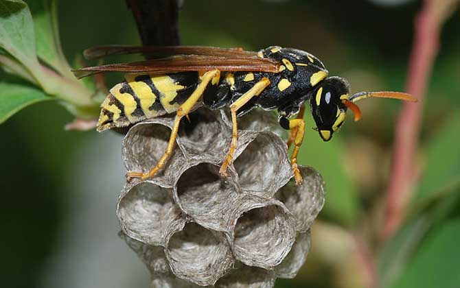 馬蜂窩捅了后多久會走？沒有固定的時間，一般1～3天便會飛走！