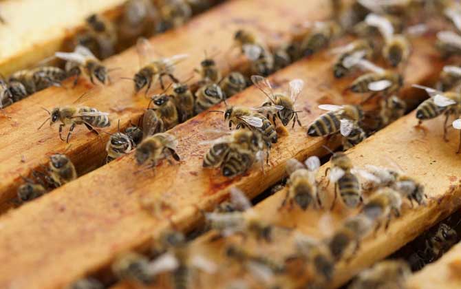 養(yǎng)蜂技術(shù)有哪些？掌握這10種養(yǎng)蜂技術(shù)，養(yǎng)蜂時方能做到得心應(yīng)手！