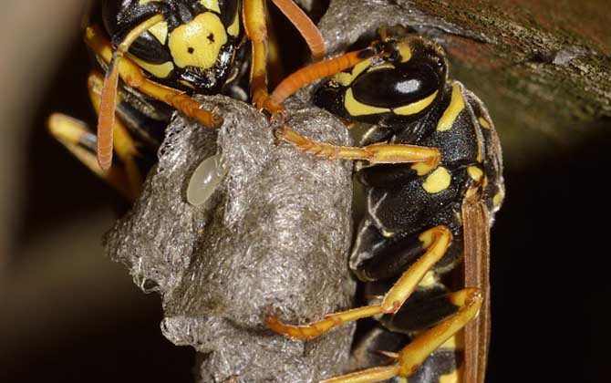 馬蜂在窗戶角筑巢咋辦？要視情況而定，若威脅到安全要及時搗毀！