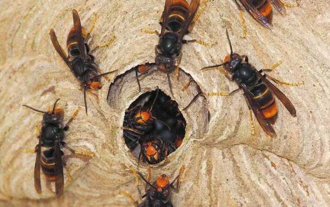 被虎頭蜂蟄了的人會怎樣？看圖片都疼，珍愛生命，遠(yuǎn)離虎頭蜂！