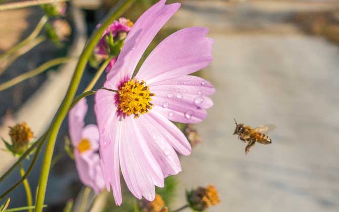 蜂毒進(jìn)入血液有什么癥狀？輕者疼痛、紅腫、瘙癢，重者致人死亡！