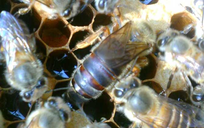 空蜂箱怎么引來野生蜜蜂？