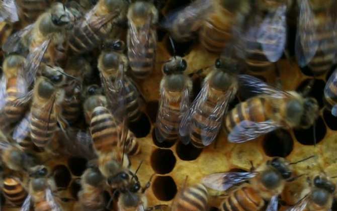 蜜蜂什么時(shí)候開始春繁？