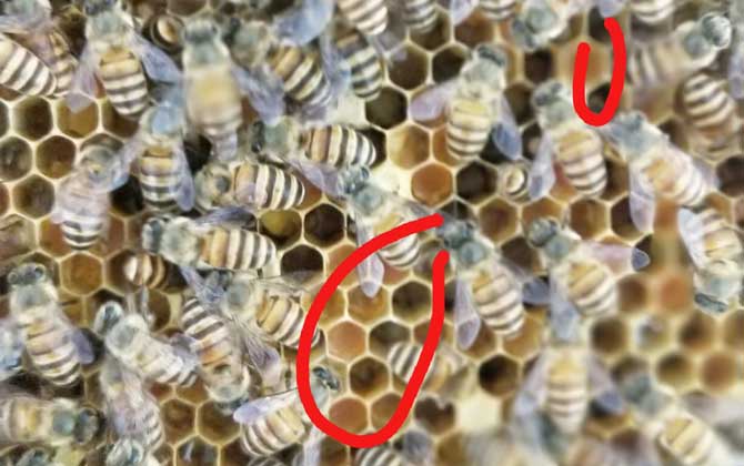 蜜蜂秋繁什么時(shí)候開始？