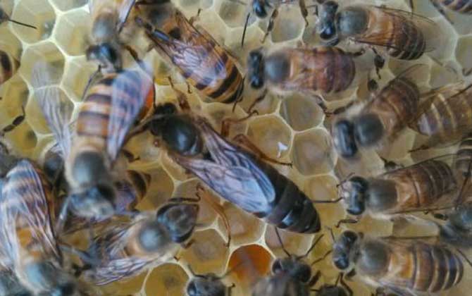 新手怎么給蜂群介入蜂王？