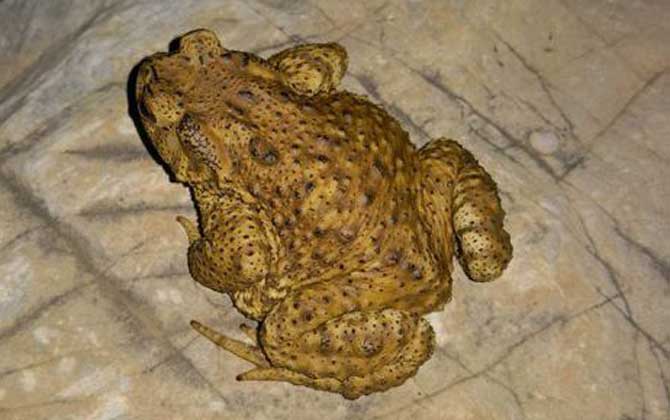 養蜜蜂怎么防止蟾蜍？