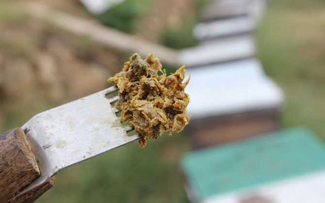 蜂膠適宜什么人群吃？