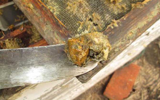 純天然蜂膠多少錢一斤？