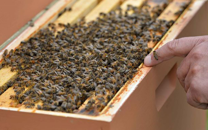 蜂膠可以長期服用嗎？