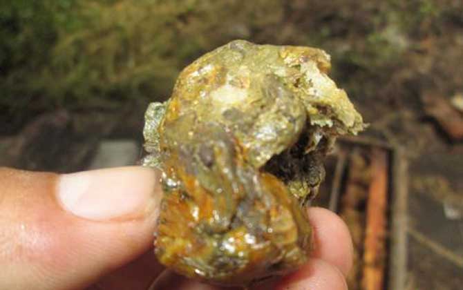 蜂膠在家里怎么提煉？