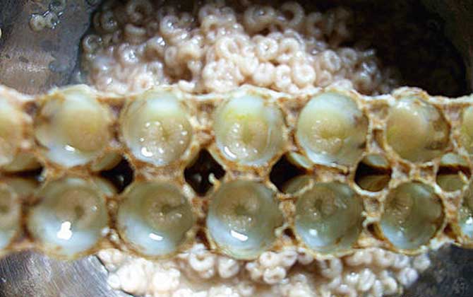 女人吃蜂王胎的副作用有哪些？