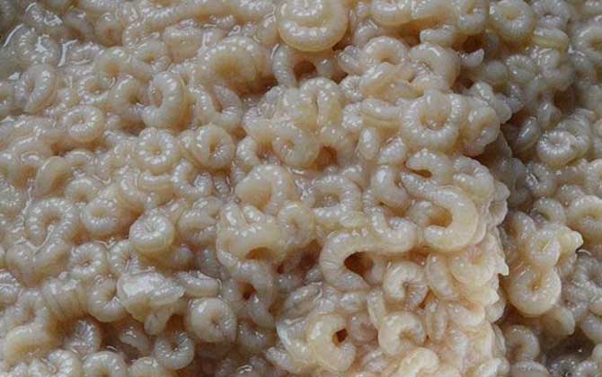 蜂王胎真的是騙局嗎？