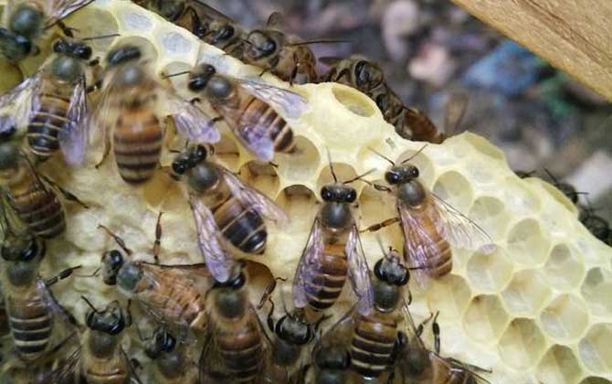 急造王臺的幼蟲哪來的？