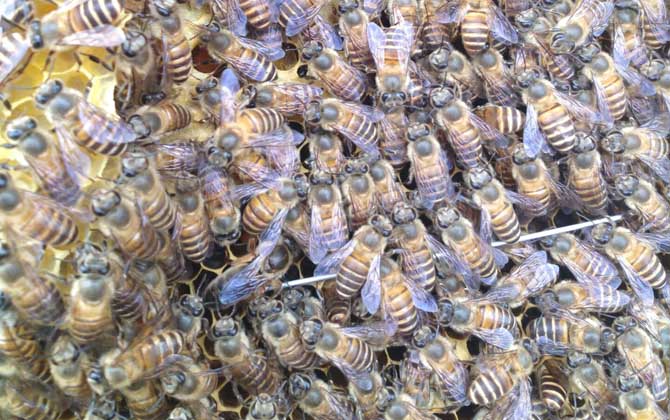 新蜂王沒有雄蜂怎么辦？