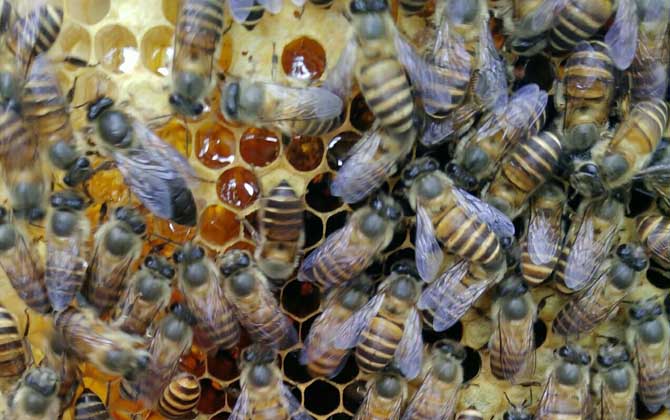 處女蜂王怎么處理才好？