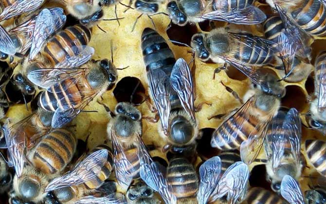 沒有蜂王怎么養好蜜蜂？