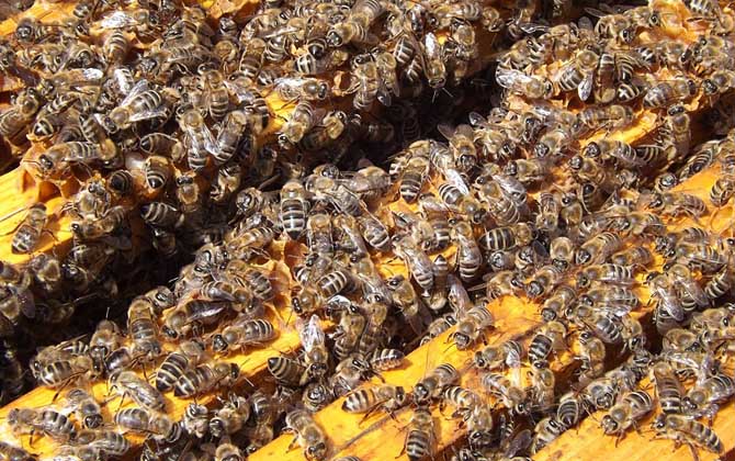 冬天蜂王為什么停止產卵？