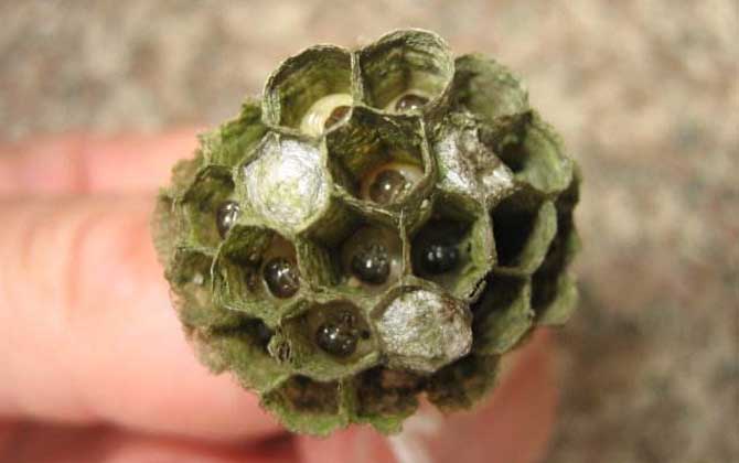 怎樣捅馬蜂窩才安全？