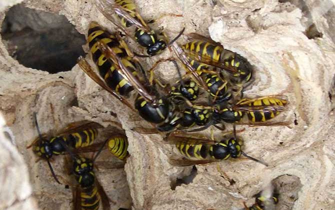 捅馬蜂窩最安全的方法