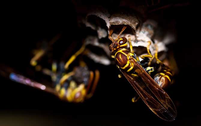 被馬蜂蟄了有潛伏期嗎？