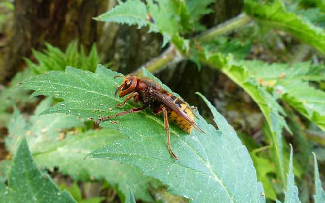 人工養(yǎng)殖胡蜂不筑巢怎么辦？