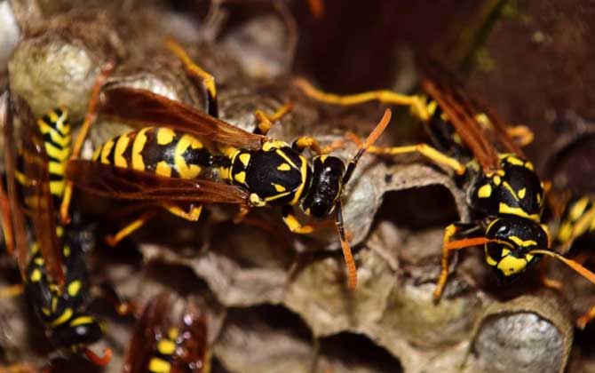 怎么避免馬蜂回來報仇？