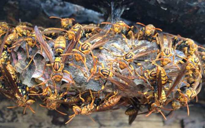 馬蜂喜歡在什么地方做窩？